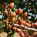 Fruto de pistacho. Variedad Kerman (2)